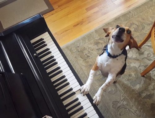 El perro pianista que está triunfando en Internet