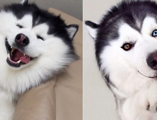 Maru, el husky más feliz del planeta