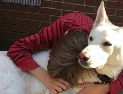 Emocionante reencuentro entre un niño y un perro