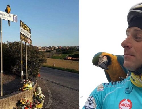 El loro que entrenaba con Scarponi sigue esperándole en el lugar donde falleció