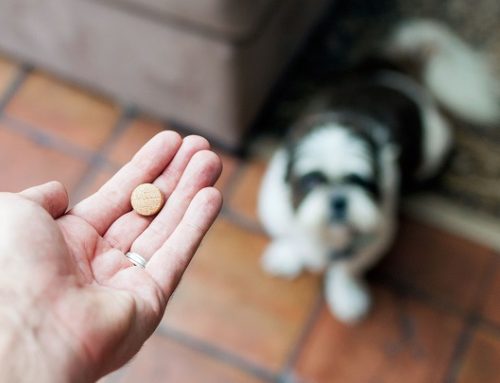 Trucos para dar medicamentos a perros