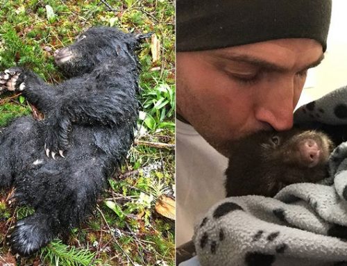 Un fotógrafo salva a un osezno de la muerte y casi va a la cárcel