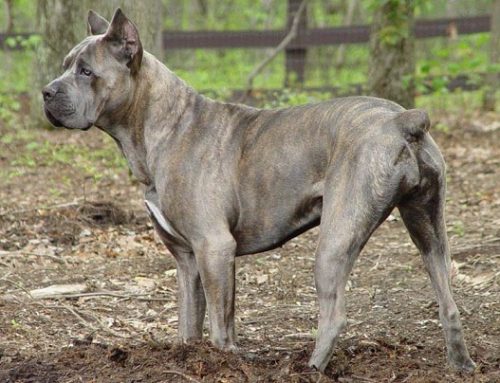 Inconvenientes de cortarles la cola a los perros