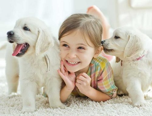 Cómo lograr que el niño se encargue del perro