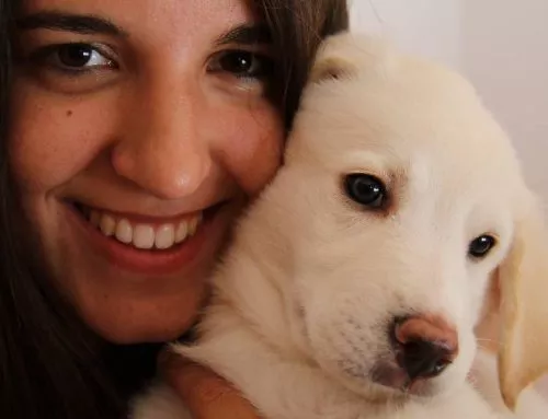 Me voy de vacaciones y no puedo llevar a mi perro… ¿Qué hago?