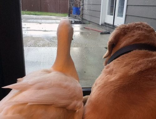 La curiosa amistad entre un perro y un pato