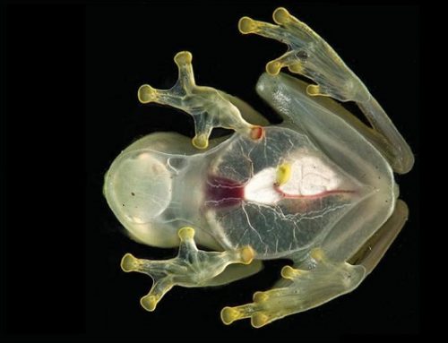 La rana más transparente del mundo