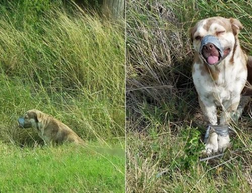 Dos fontaneros salvan a un perro abandonado atado y con el morro tapado