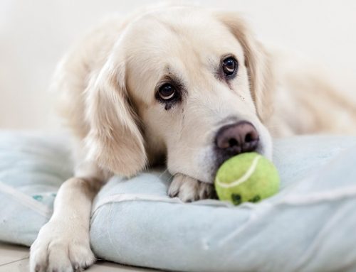 Cómo saber si el perro siente dolor