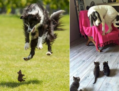 Divertidas fotos de perros asustados por cosas cotidianas