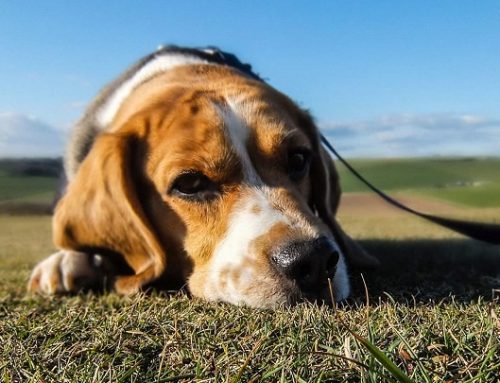 Causas de la epilepsia en perros