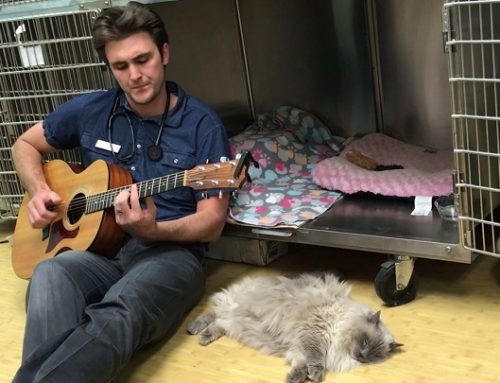 El veterinario que canta a sus pacientes antes de las operaciones