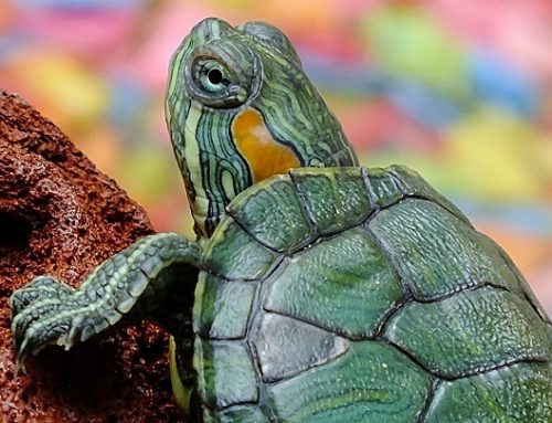 Ventajas e inconvenientes de tener una tortuga