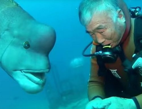 La entrañable amistad entre un pez y un abuelo japonés