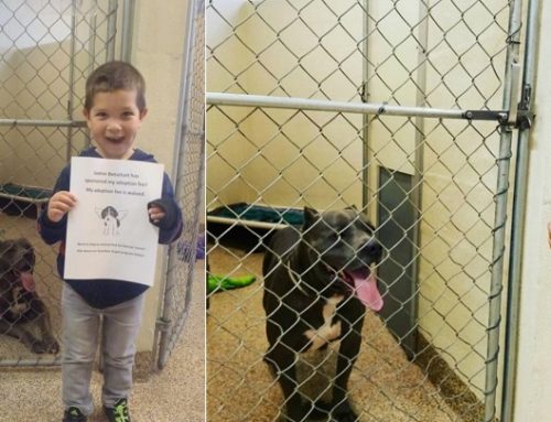 Un niño de 4 años gasta sus ahorros para ayudar a dos pitbull a encontrar un hogar
