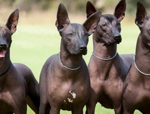 Los perros que sueltan menos pelo