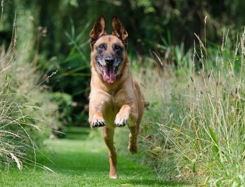 Por qué adiestrar a un perro en positivo