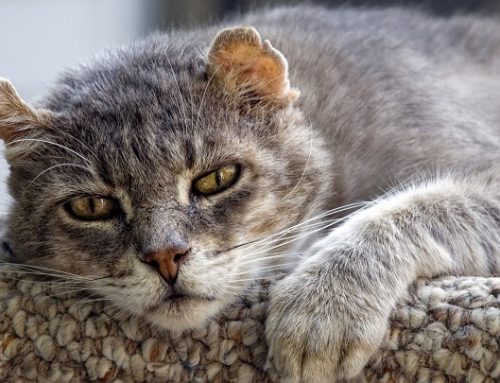 Síntomas del alzhéimer en gatos