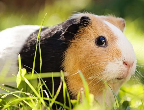 Ventajas e inconvenientes de tener una cobaya