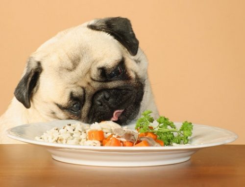 Inconvenientes de darles comida de humanos a las mascotas