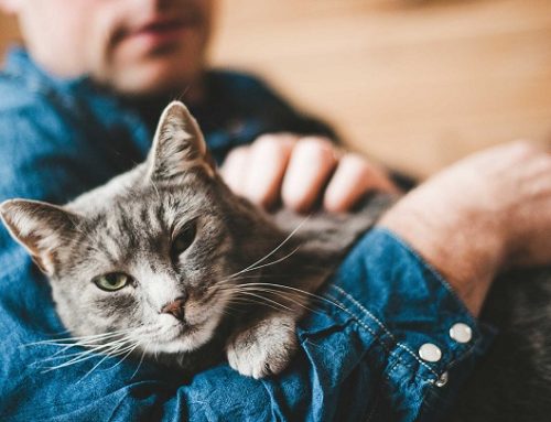 Consejos para cuidar a un gato con alzhéimer