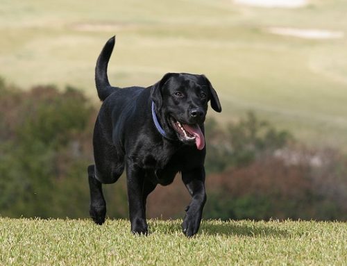 Los perros que sueltan más pelo