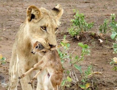 Una leona adopta una cría de antílope
