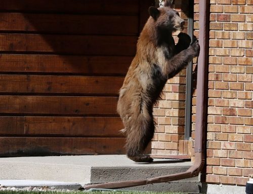 Un oso se cuela en una casa, roba comida y toca el piano