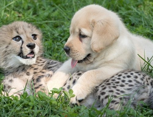 Perros que ayudan a los guepardos a reproducirse