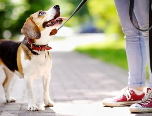 Cómo saber si hay que llevar al perro al psicólogo