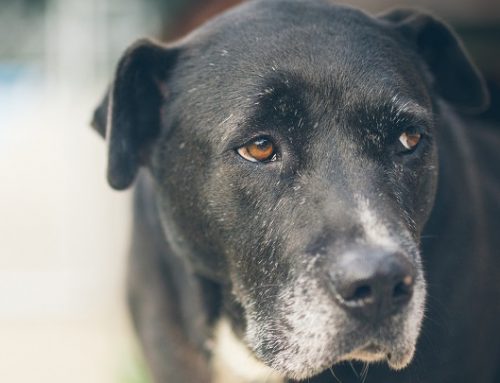 Síntomas del alzhéimer en perros