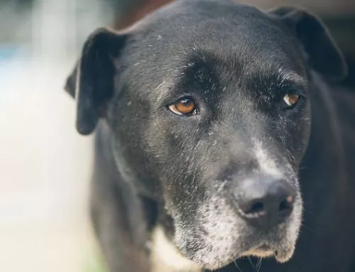 Síntomas del alzhéimer en perros