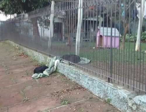 Un cachorro arrastra una manta fuera de su casa para compartirla con un perro callejero