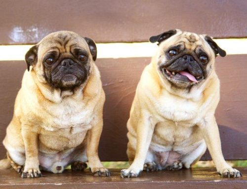 Perros Pug o Carlinos: Características y cuidados