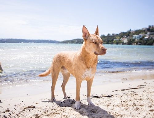 Cómo proteger la piel del perro del sol