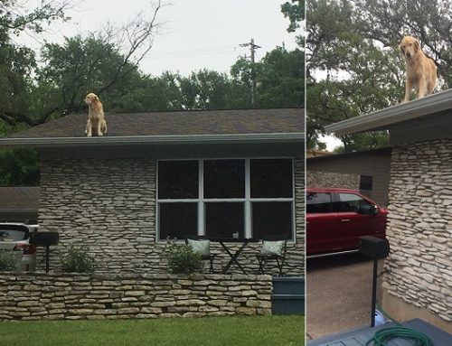 El perro subido en el tejado que se ha hecho viral