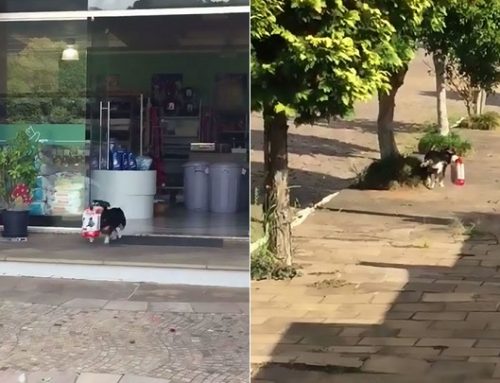 El perro que va solo a comprar su comida