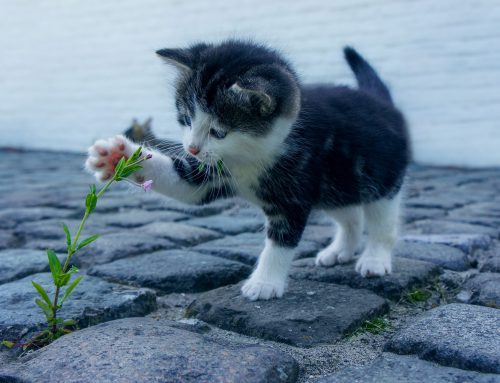 ¿Qué es el Contrato de Adopción??