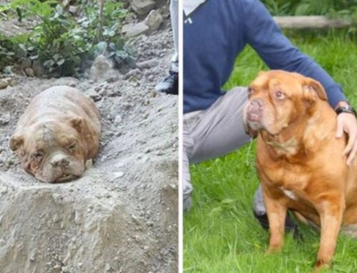 5 Historias de perritos rescatados que te arrugarán el corazón