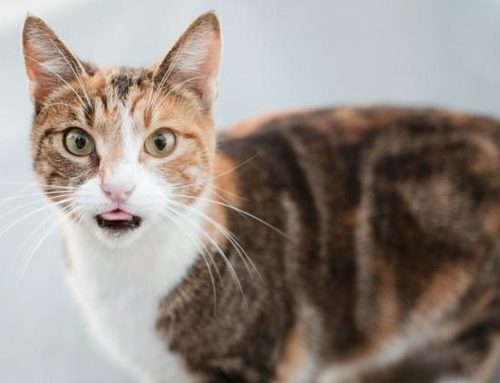 Aunque no lo creas: ¡Los Gatos también pueden ser héroes!