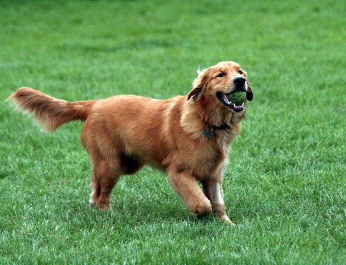 Golden Retriever: todo lo que necesitas saber