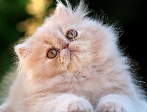 Gato persa: todo lo que necesitas saber