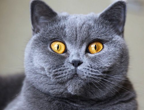 ¿Te gustaría adoptar un gato British Shorthair?