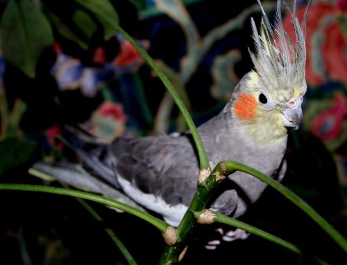 ¿Sabes qué es una Ninfa? Morirás de amor al conocer a estas aves