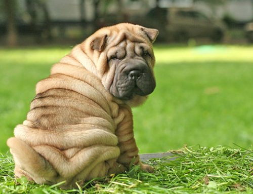 ¿Sabes lo que es un Shar Pei? Conoce más sobre estos hermosos perritos