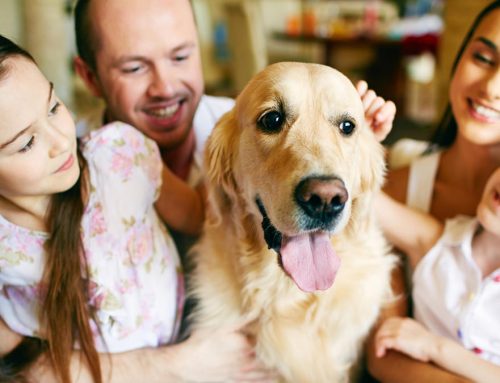 Historias de perritos rescatados que te alegrarán el día