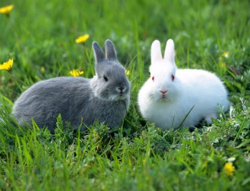 ¿Te gustaría adoptar un conejo? ¡Esto es lo que tienes que saber!