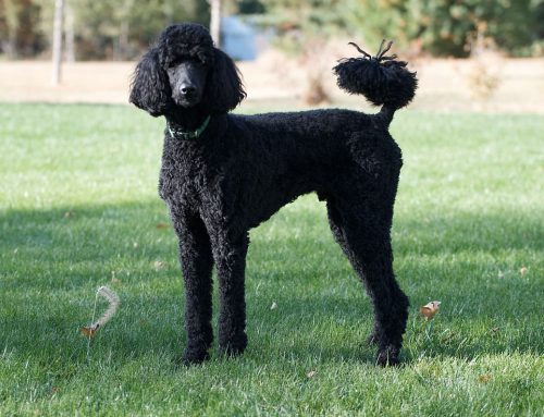 ¿Son los Poodle la mejor raza para adoptar?