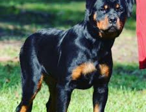 Rottweiler ¿La mejor opción para adoptar?