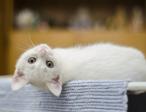 El asma en los gatos: ¿se puede detectar fácilmente?